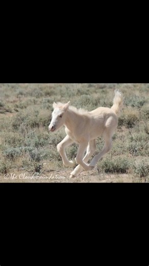 Cloud the wild stallion’s lookalike daughter Encore turns 11 this week! Here is a glimpse of Encore’s life— precocious foal at the side of her mother Feldspar to strong, independent mare and mother—living her best years wild and free in the Pryor Wild Horse Herd on the MT/WY border. #wildhorses #cloudthestallion #wildmustangs #gingerkathrens #montanawildhorses #wyomingwildhorses | The Cloud Foundation