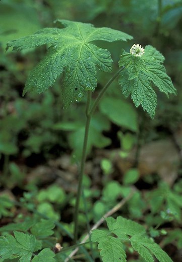 How to Grow Goldenseal (Complete Care Guide) - Gardenisms