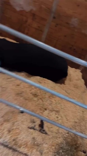 QuickPro Panels stall fronts AVAILABLE in PERRY GEORGIA with Andrea at the WD Feed Equine Spa ! | QuickPro Panels