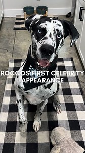 87K views · 6K reactions | Daisy’s Dane Sanctuary #roccothegreatdane #harlequingreatdane #greatdane #dogsofinstagram #dogvlog #cute #adorable #blueeyes #bigdog #dogmom #mamasboy #spoiled #funny #funnydog #doghumor | Roccothegreatdane | Facebook