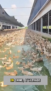 Voici comment on élève les canards dans certaines fermes | 1 Semaine Sur Terre