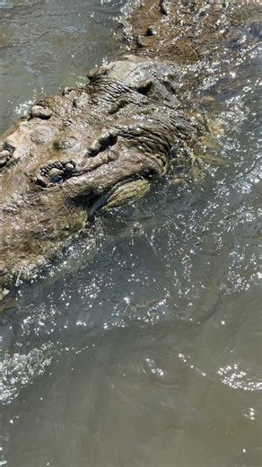🇨🇷 This is why we are the best tour in town! 🤩 Come and live the real crocodile experience with us! 🐊 🐊 Our tour visit the most important ecosystems in Tárcoles river like the beach, mangroves, nesting and birthing areas. 🌴🌊☀️🚤🌅 🐊 Our tour goes for 1 hour and 40 minutes approximately, and we start every 2 hours since 8:00 am until 4:00 pm, everyday. 📅 🐊 You can do birdwatching and also you have the chance to see lots of other animals during our tour!🦉🦜🦇🦩🐒 🐊 Also, do not miss an