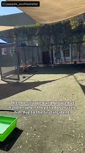 We are very sorry to report this squirrel did not make it out of the shelter. RIP sweet boy. 🆘🚨ALERTED & URGENT! 1 YEAR OLD SQUIRREL #A2213355 NEEDS RESCUE BY MONDAY 10/13 at 8AM!🚨🆘 1 year old SQUIRREL #A2213355 came into the shelter as a stray in August. He’s been taken out by multiple volunteers who have all described him as happy, affectionate, playful, and attentive pup! He loves to romp around with toys and play fetch. He’ll sit for treats and take them gently. He’ll lean in for lots of