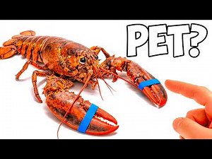 I Bought a Grocery Store Lobster to Keep as a Pet...