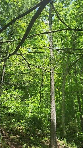 Sound of locusts in the trees ... #Locusts #locusts #locustswarm #westvirginia