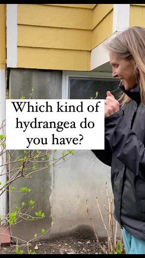 Hydrangea Pruning Tips for Beginners