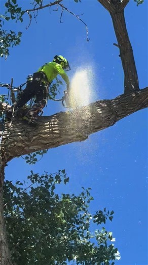 1M views · 5.8K reactions | Tree removal handled with skill, precision, and zero shortcuts by the best crew in Utah!   #TreeService #TreeRemoval #Stihl #BestInUtah #Arborist #SaltLakeCity #Utah | Rent A Monkey Tree Service | Facebook