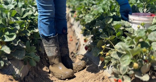 Santa Maria farmworkers recount fear after reported ICE raid