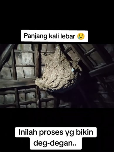 inilah proses yang sangat berbahaya.. ketika tawon mempunyai lubang rahasia.. selanjutnya di channel youtube Jay Tawon #larvatawon #engang #tawonvespa🐝 #pawangtawon #tawon