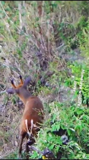 "Big Tusks & Antlers: Male Muntjac Marks His Territory"#barkingdeer #trending #naturephotography