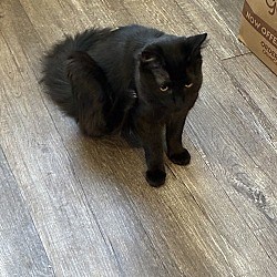 Hartford, CT - Bombay. Meet Milo a Pet for Adoption - AdoptaPet.com