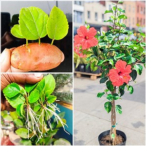 68K views · 288 reactions | How to grow hibiscus plant at home from leaves || Best & easy method for gardening | DIY IndoorGarden | Facebook