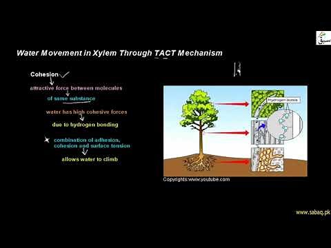 Water Movement in Xylem Through TACT Mechanism, Biology Lecture | Sabaq.pk