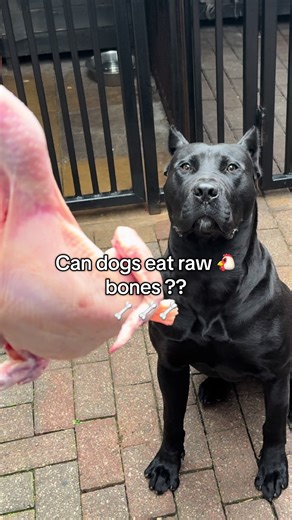 Can dogs eat raw 🐔 bones ? | dogs