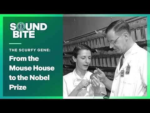 The scurfy gene: From the Mouse House to the Nobel Prize