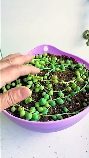 The Easiest Way to Propagate Succulents for Beginners