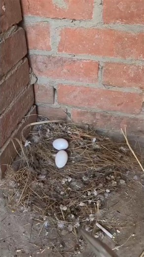 Nest cleaning during pigeon breeding period 🧹🕊️ #nest #pigeon #baby