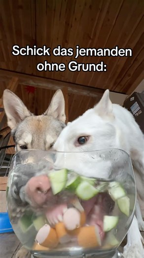 SCHICK das JEMANDEN ohne GRUND!😂😭 #shortvideo #reagieren #comedy #humor #lustig #funny #hunde