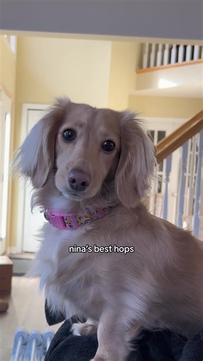 Dachshund with Impressive Hopping Skills