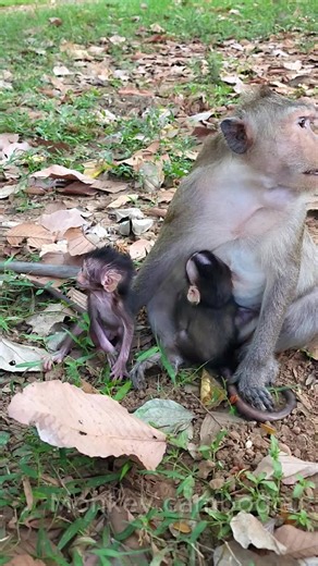 Adorable Baby Monkey Plays with Dog and Baby