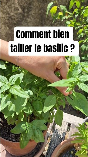 🌿 Comment bien tailler son basilic (et en récolter 2x plus) !