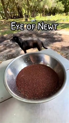 Mustard seeds are what they meant when a recipe called for eye of newt! They used code names for all the herbs and it’s quite interesting, just like mustard seeds are! They are great for making mustard or chaos gardening cause the leaves are like spicy collards! Have you ever grown mustards? Try my trick for harvesting the seeds easy and therapeutically 🙌🫘🌱😁 | James Weston