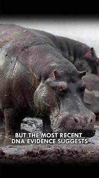 Hippos: Africa's Deadliest Poop Sprinkler #Hippopotamus #Animals #Shorts