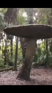 109K views · 2.1K reactions | A massive petrified mushroom found deep in the forest. A remnant from the pre flood period of our past where everything was much larger. #questioneverything #history #historyreset #hiddeninplainsight #mudflood #giant #fyp #mudfossils #geologyishardenedbiology #rockswerealive | Question Everything | Facebook