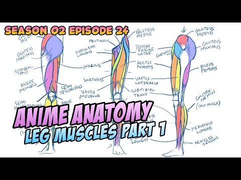 How to Draw Anime | Leg Muscles Part 1