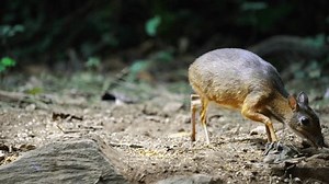 Lesser Mouse-deer Lesser Malay Chevrotaintragulus Eating Stock Footage Video (100% Royalty-free) 3749326239 | Shutterstock