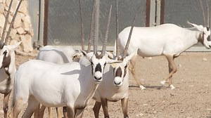 Giant Pandas and the Arabian oryx finding sanctuary in Doha