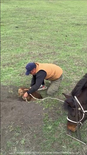 Rescuing A Trapped Lamb: Pulling A Baby Sheep Out of A Marmot Burrow On The Grassland