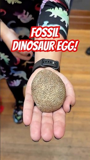 Baby Dinosaur Inside Fossil Egg!