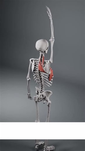 Up’n’Up Physiotherapy | ⚠️Dhimbja e shpatullës shpesh fillon nga kontrolli i dobët i skapulës. Kur muskujt që stabilizojnë skapulën nuk aktivizohen siç duhet,... | Instagram