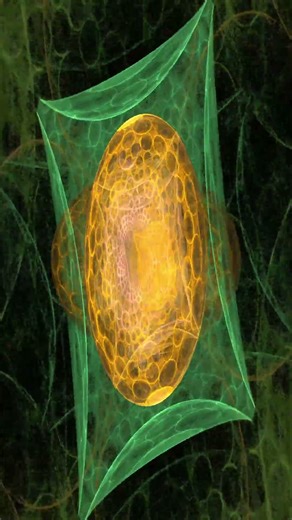 Fractal Worlds Orbit | Cosmic Spheres in Evolving Space