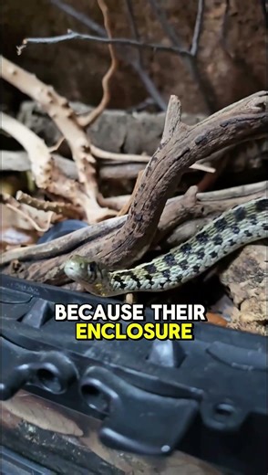 Humidity Mistakes Can Harm Your Reptile