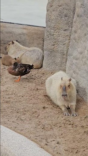 Adorable Capybaras – Too Cute to Handle!
