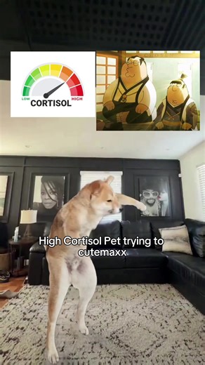 #lowcortisol #viggleai #cortisol #cat #dog dogs over cats or cats over dogs? pets tok catsoftiktok dogtok
