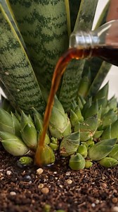 Here’s the Simple Secret to Faster Snake Plant Pup Growth (Safe Method) Learn it in 👉comments | Garden Whisper