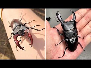 Stag Beetle 🪲 Those JAWS Are INSANE!