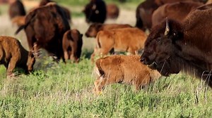 25K views · 292 reactions | Meet America's National Mammal, the American Bison! If you haven't been in the presence of these majestic animals head to Caprock Canyons, home of Texas State Bison. Until then, enjoy the video! | Texas Wild | Facebook