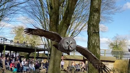 Great Grey Owl