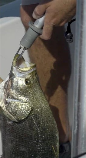 Triple Tail - Capt. Jazmine Kennedy & Capt. JP head to Apalachicola Bay to find Triple Tail - Part 2