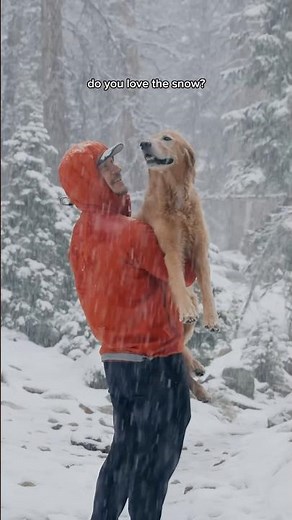 2 golden retrievers playing in the snow in October