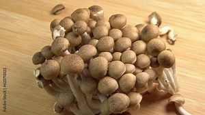 Mycelium of brown beech mushrooms, beech mushrooms or brown clamshell mushroom rotate on wooden background. Edible mushrooms for pasta, stir-fry and mushroom sauce