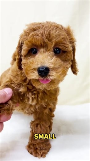 Say hello to Poppy, the F1b Maltipoo girl with a beautiful red coat and the sweetest little face!