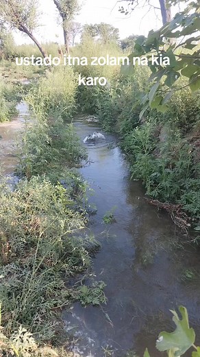 Cockatoo with Blue Markings: A Charming Bird Adventure