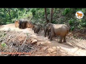 But why the bell around the elephants neck? Explained - Gentle Giants Nonprofit