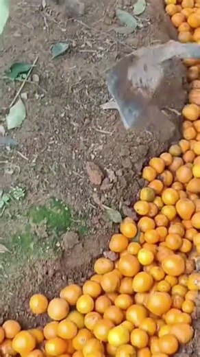 These are a large number of oranges that are being planted in a land that has been excavated