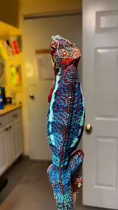 My dad always talks about how the scales on a chameleon’s head are like a fingerprint, totally unique to each chameleon! Meet Me at Midnight here is a shining example of this!! His head scales don’t match the rest of him and almost look like they belong on an entirely different chameleon! #chameleon #ambanja #PantherChameleon #Furciferpardalis #KammerflageKreations #familybusiness | Kammerflage Kreations